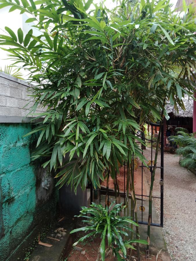 فندق فاركَالافي  Mango Palace المظهر الخارجي الصورة